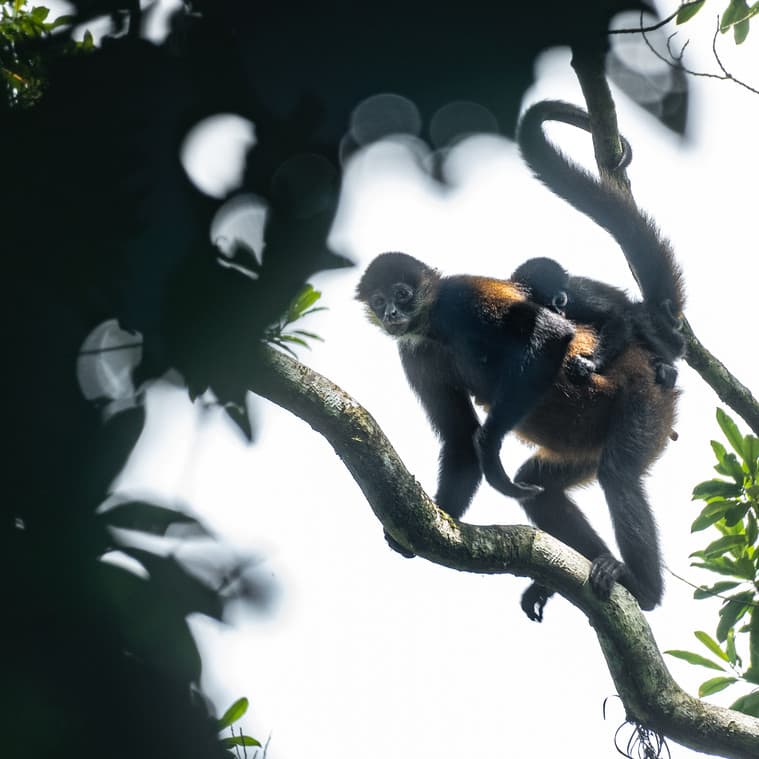 Spider monkey carrying her baby through the jungle
