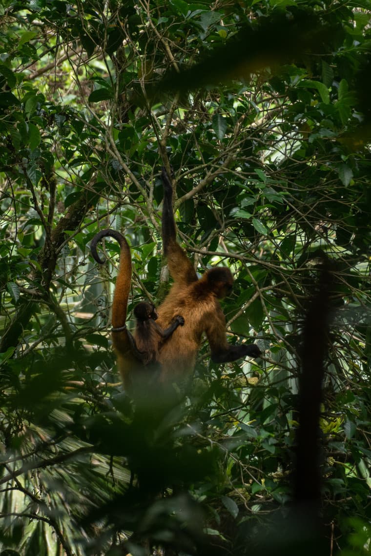 Spider monkeys swinging through the rainforest canopy